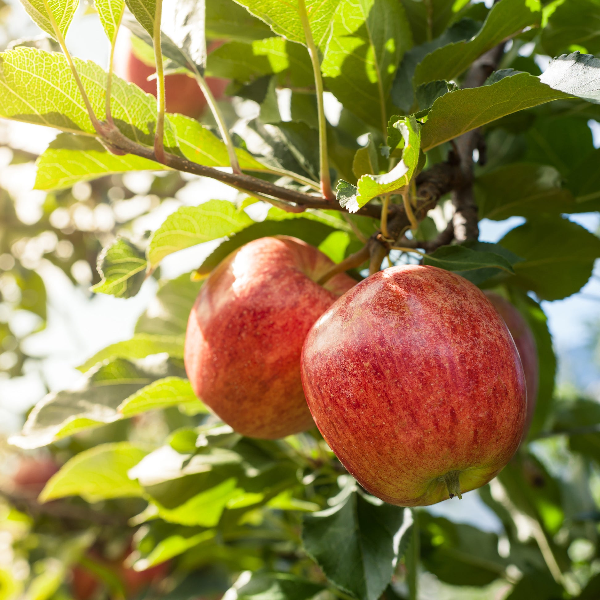 Vente Pommier 'Gala' - Malus domestica Gala