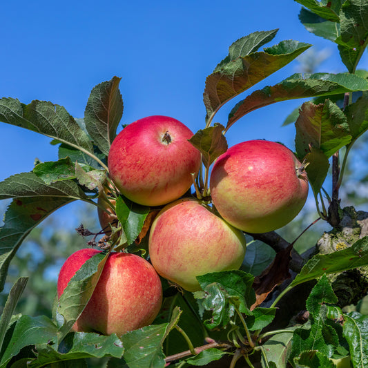 Pommier 'Gala' - Bakker