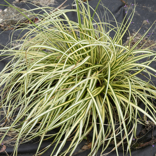 Laîche d'Oshima 'Evergold' - Bakker