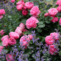 Rosier à fleurs groupées 'Leonard de Vinci' - Rosa floribunda Leonardo Da Vinci ® Meideauri - Bakker