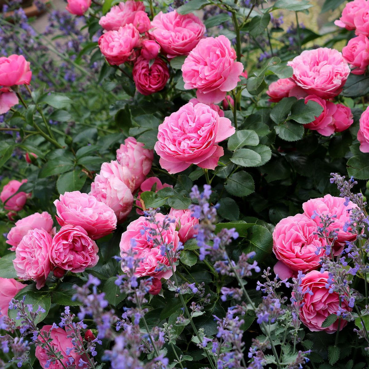 Rosier à fleurs groupées 'Leonard de Vinci' - Rosa floribunda Leonardo Da Vinci ® Meideauri - Bakker