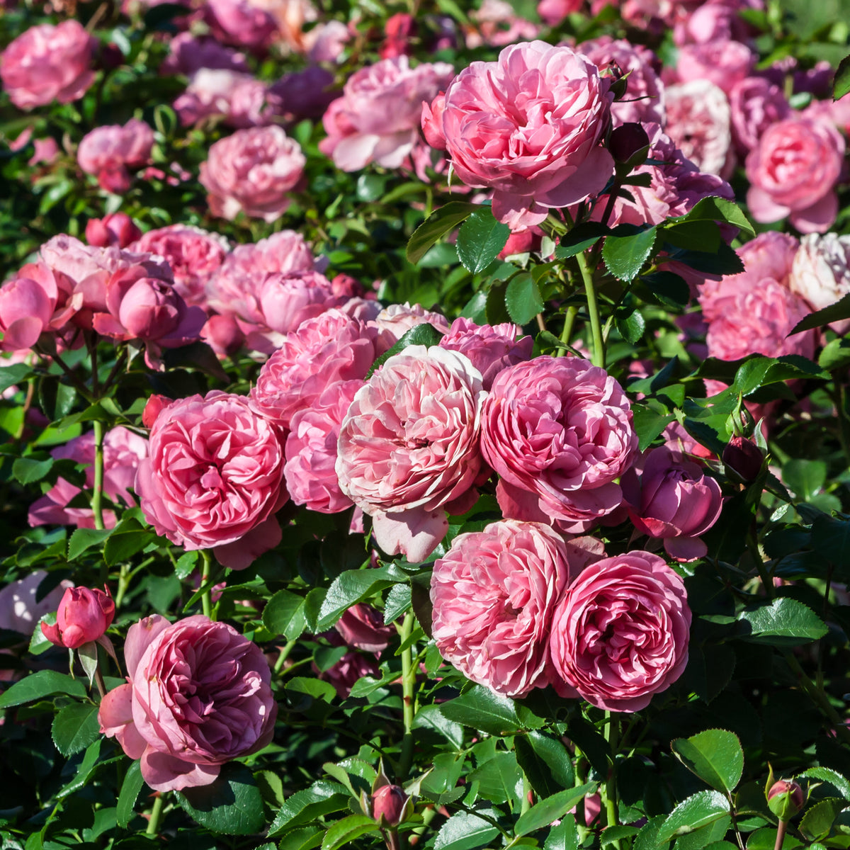 Rosa floribunda Leonardo Da Vinci ® Meideauri - Rosier à fleurs groupées 'Leonard de Vinci' - Rosiers - racines nues