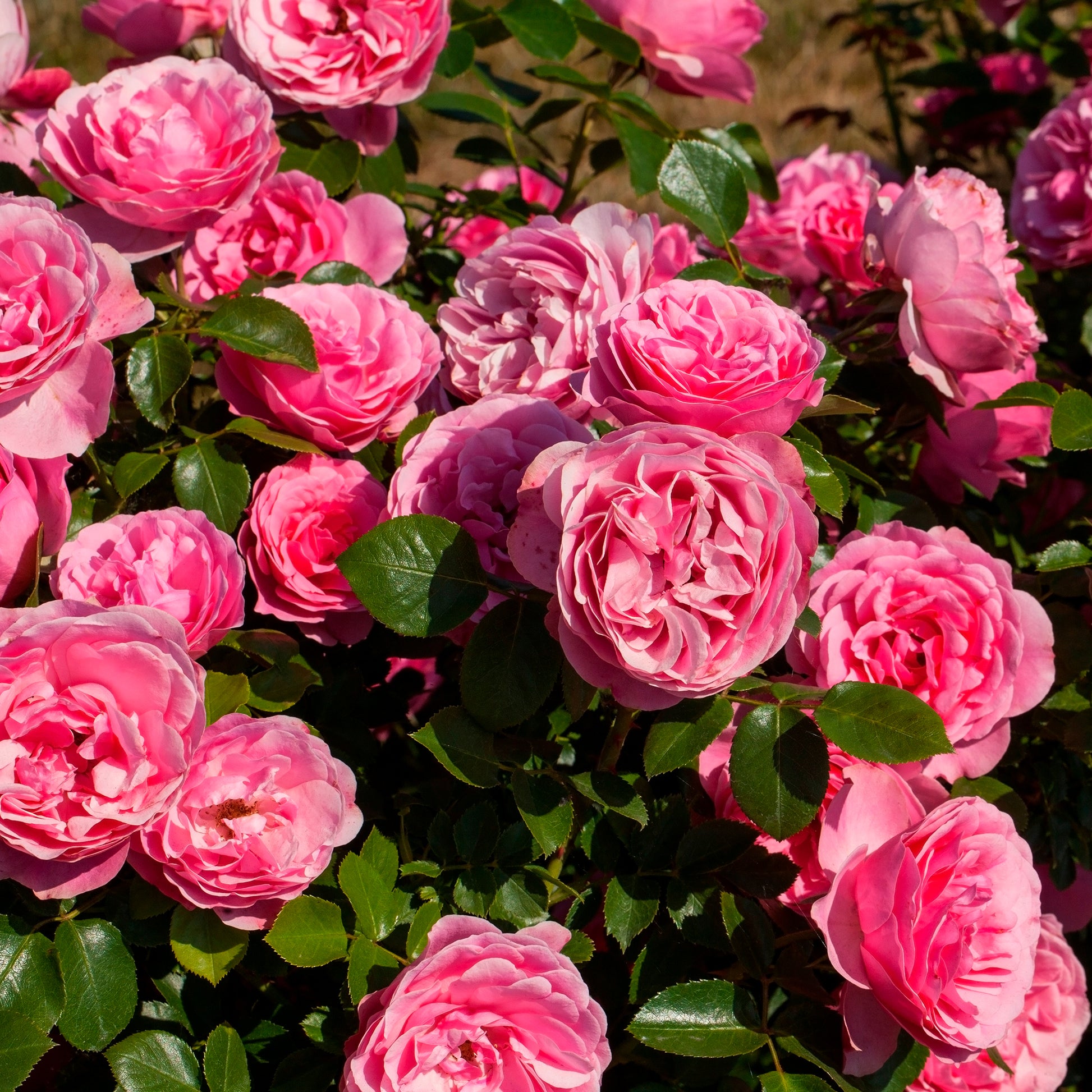 Rosier à fleurs groupées 'Leonard de Vinci' - Rosiers - racines nues - Bakker