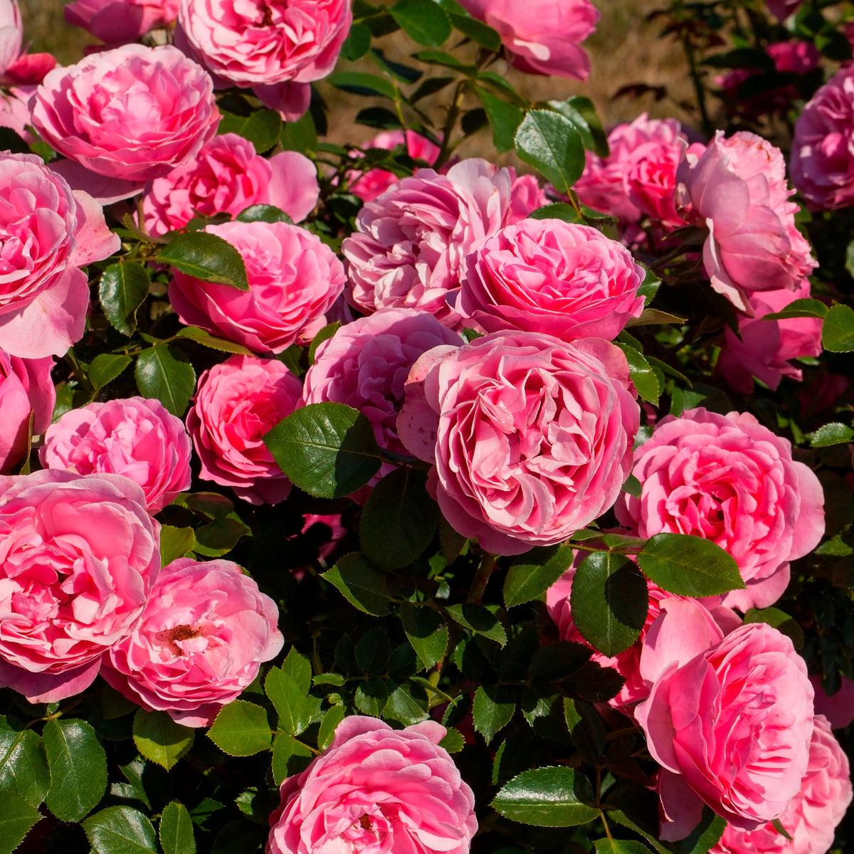 Rosier à fleurs groupées 'Leonard de Vinci' - Rosiers - racines nues - Bakker