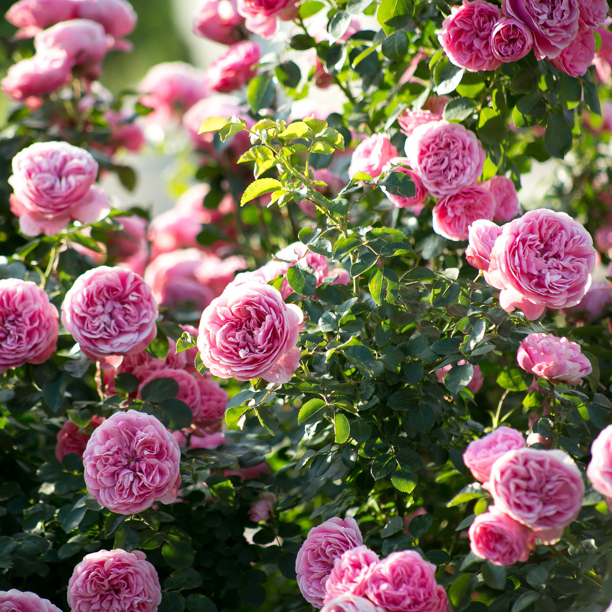 Vente Rosier à fleurs groupées 'Leonard de Vinci'