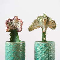 Euphorbe Euphorbia 'Cristata' - Euphorbia lactea Cristata - Bakker