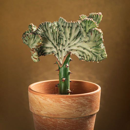 Euphorbe Euphorbia 'Cristata' - Bakker