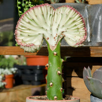 Euphorbia lactea Cristata - Euphorbe Euphorbia 'Cristata' - Cactus et plante grasse