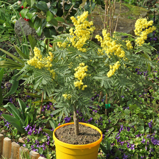 Mimosa d'hiver