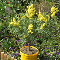 Mimosa d'hiver - Bakker