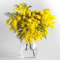 Vente Mimosa d'hiver - Plantes de terrasses et balcons pour pot et balconière