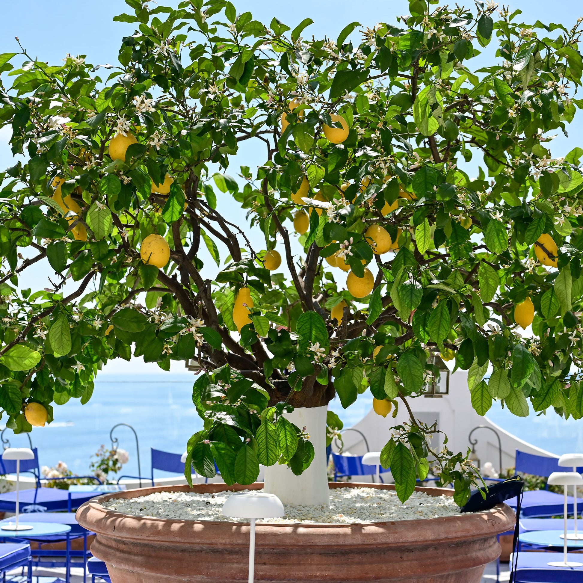 Vente Citronnier des 4 saisons - Citrus limon vulcan