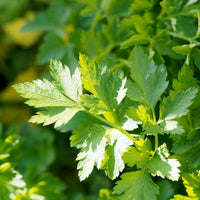 Petroselinum crispum Commun 2 - Persil plat Commun 2 - Persil