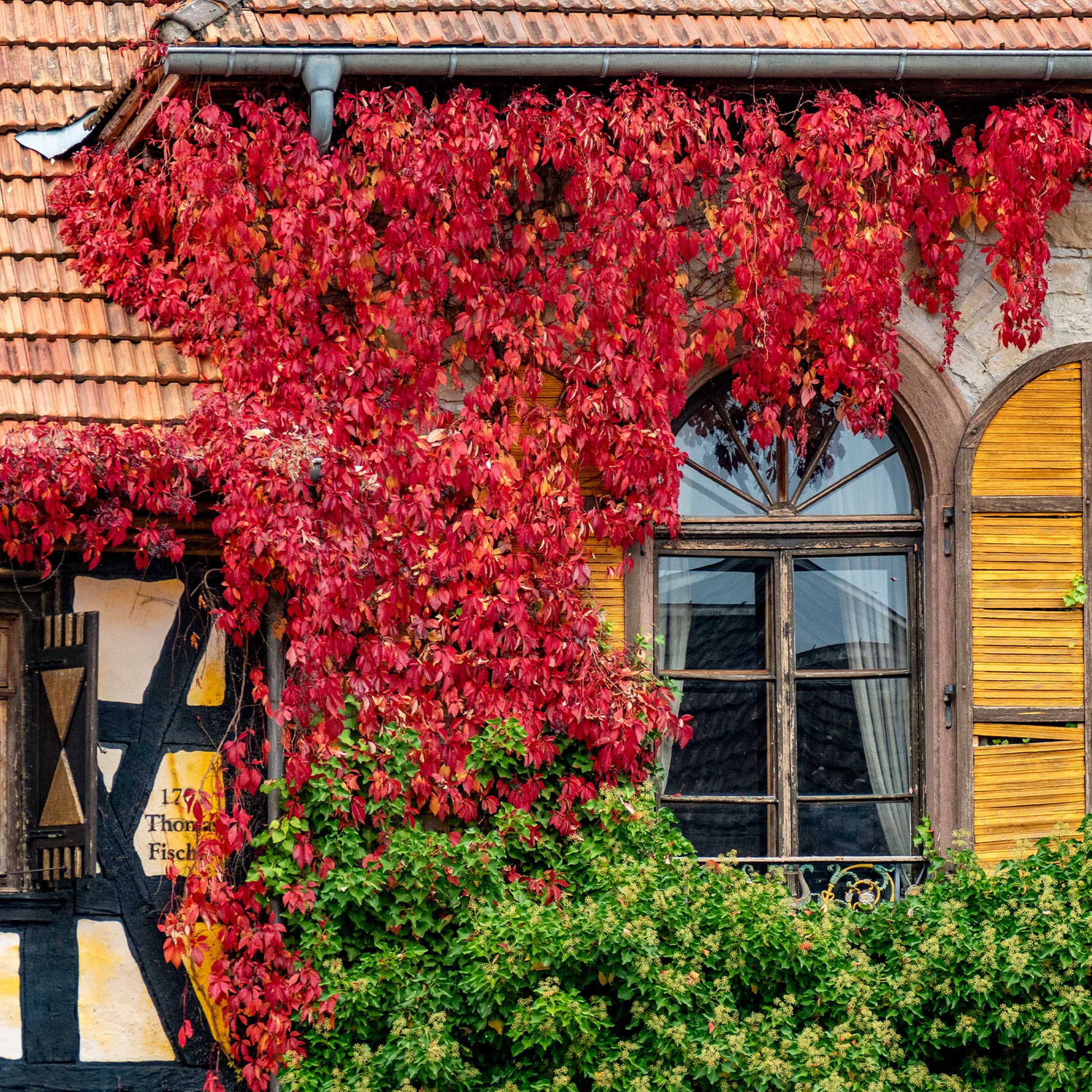 Vigne vierge d'Engelmann - Parthenocissus quinquefolia 'engelmannii' - Bakker