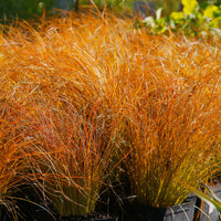 Carex testacea prairie fire - Laîche orange 'Prairie Fire' - Laîche - Carex