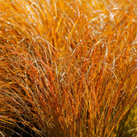 Laîche orange 'Prairie Fire' - Carex testacea prairie fire - Bakker