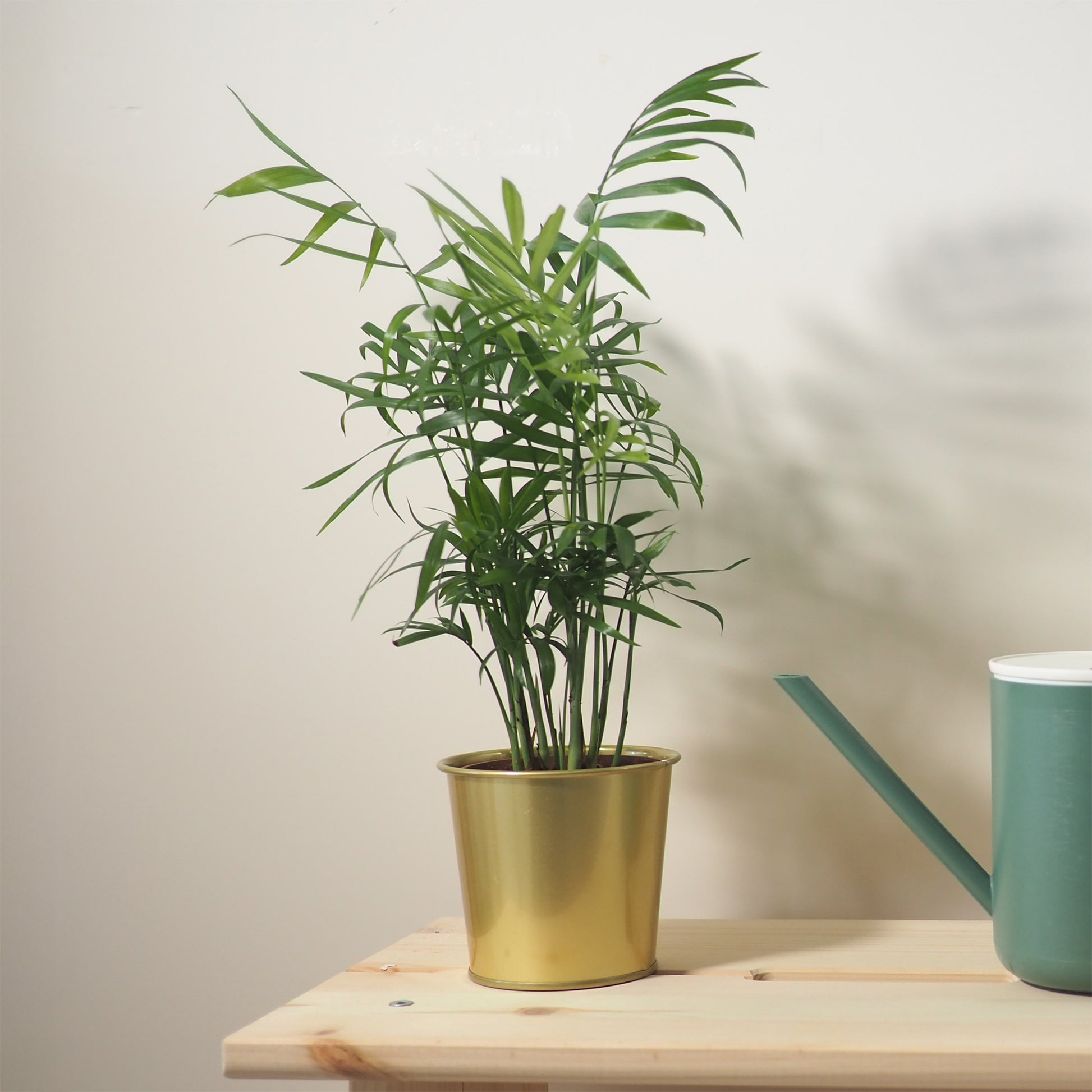 Vente Palmier des montagnes - Chamaedorea elegans