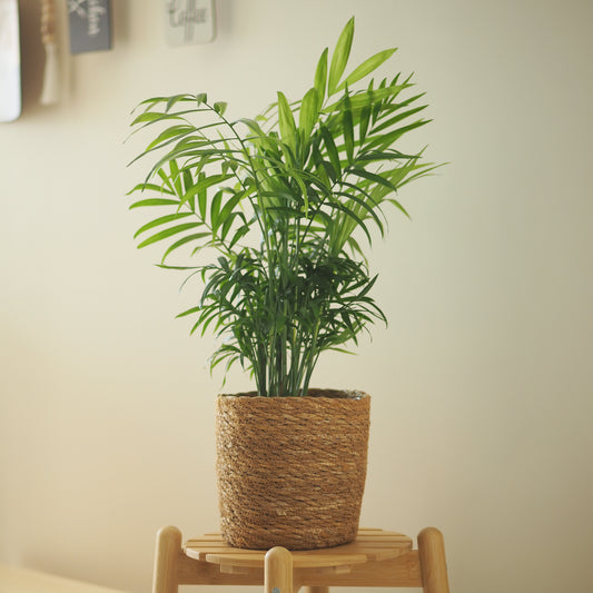 Palmier des montagnes