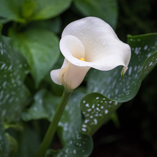 2 Arums à taches blanches - Bakker