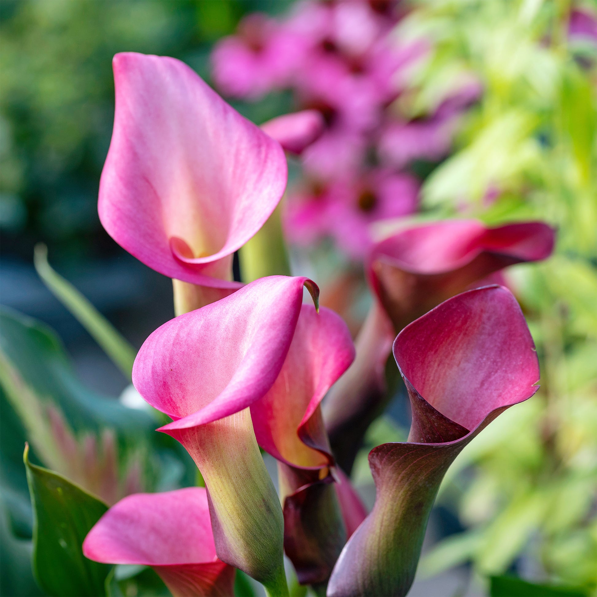 Zantedeschia rehmannii - 2 Arums rose - Bulbes d'Arum