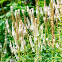 Panicum virgatum,Sesleria autumnalis, Allium sphaerocephalon,Veronicastrum virginicum, Sanguisorba officinalis       - 5 Vivaces pour prairie fleurie - Plantes vivaces