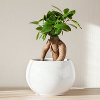 Ficus microcarpa ginseng - Ficus 'Ginseng' - Ficus