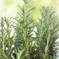 Vente Romarin officinale - Rosmarinus officinalis