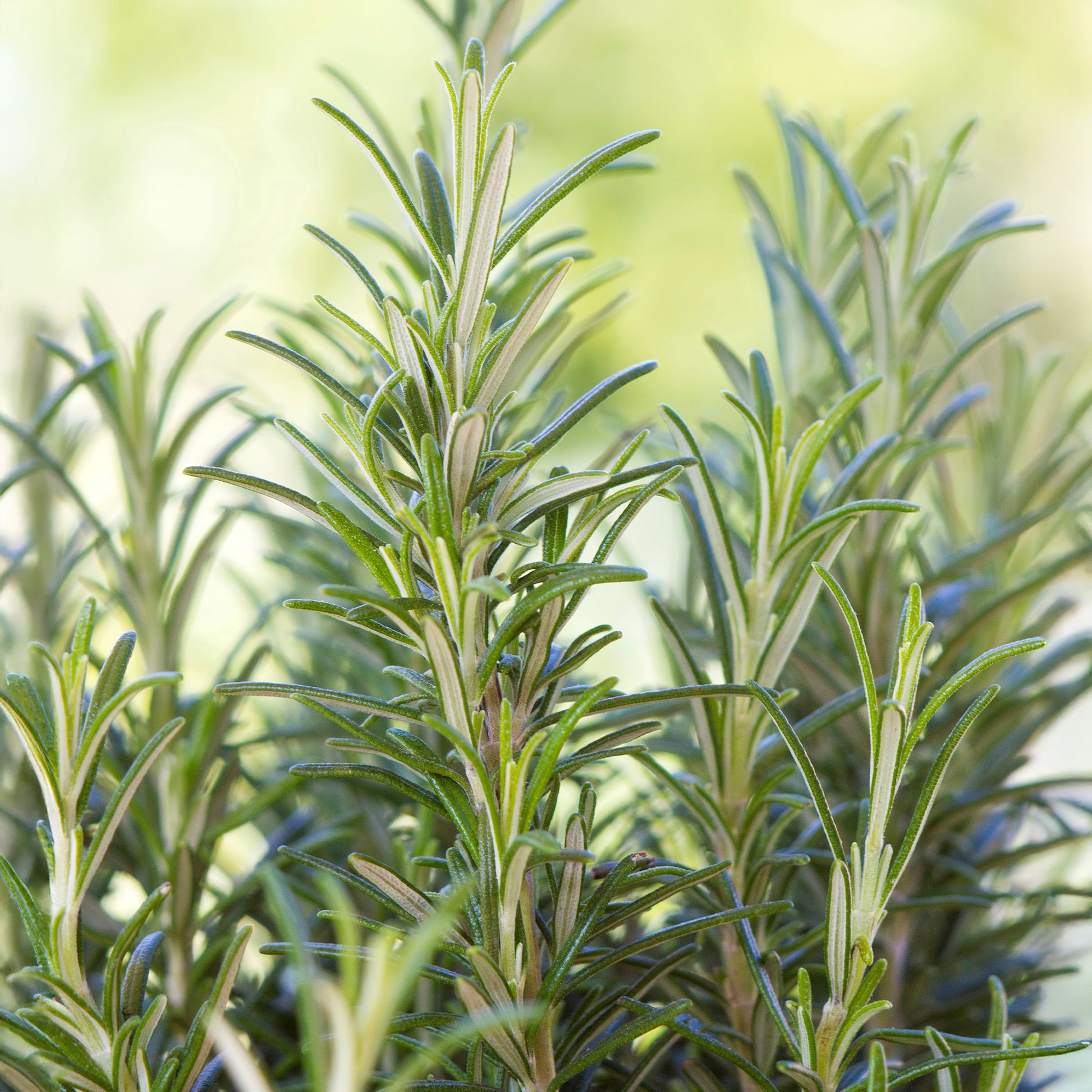 Vente Romarin officinale - Rosmarinus officinalis