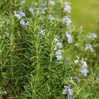 Romarin - Romarin officinale - Rosmarinus officinalis