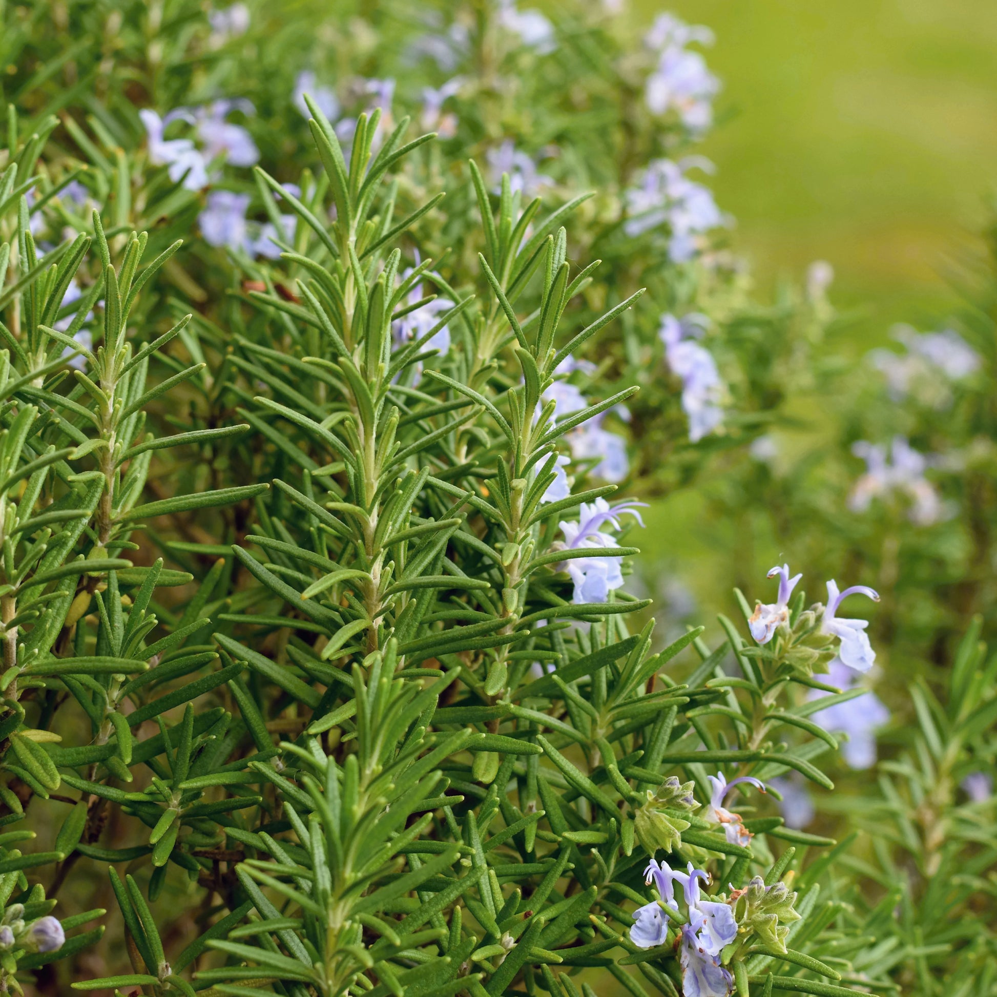 Romarin - Romarin officinale - Rosmarinus officinalis