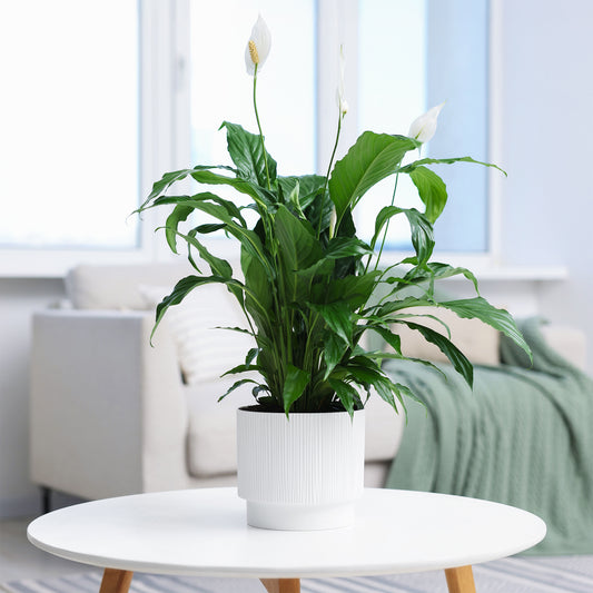 Fleur de lune - Spathiphyllum Pearl Cupido Blanc - Bakker