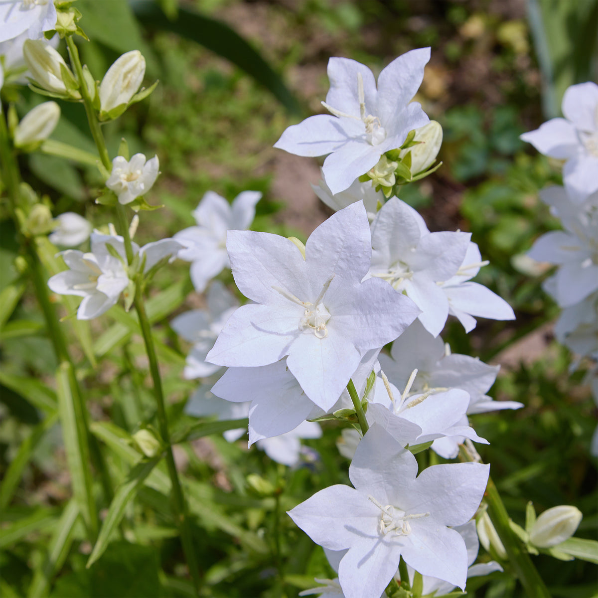Campanule des Carpates Alba - Bakker