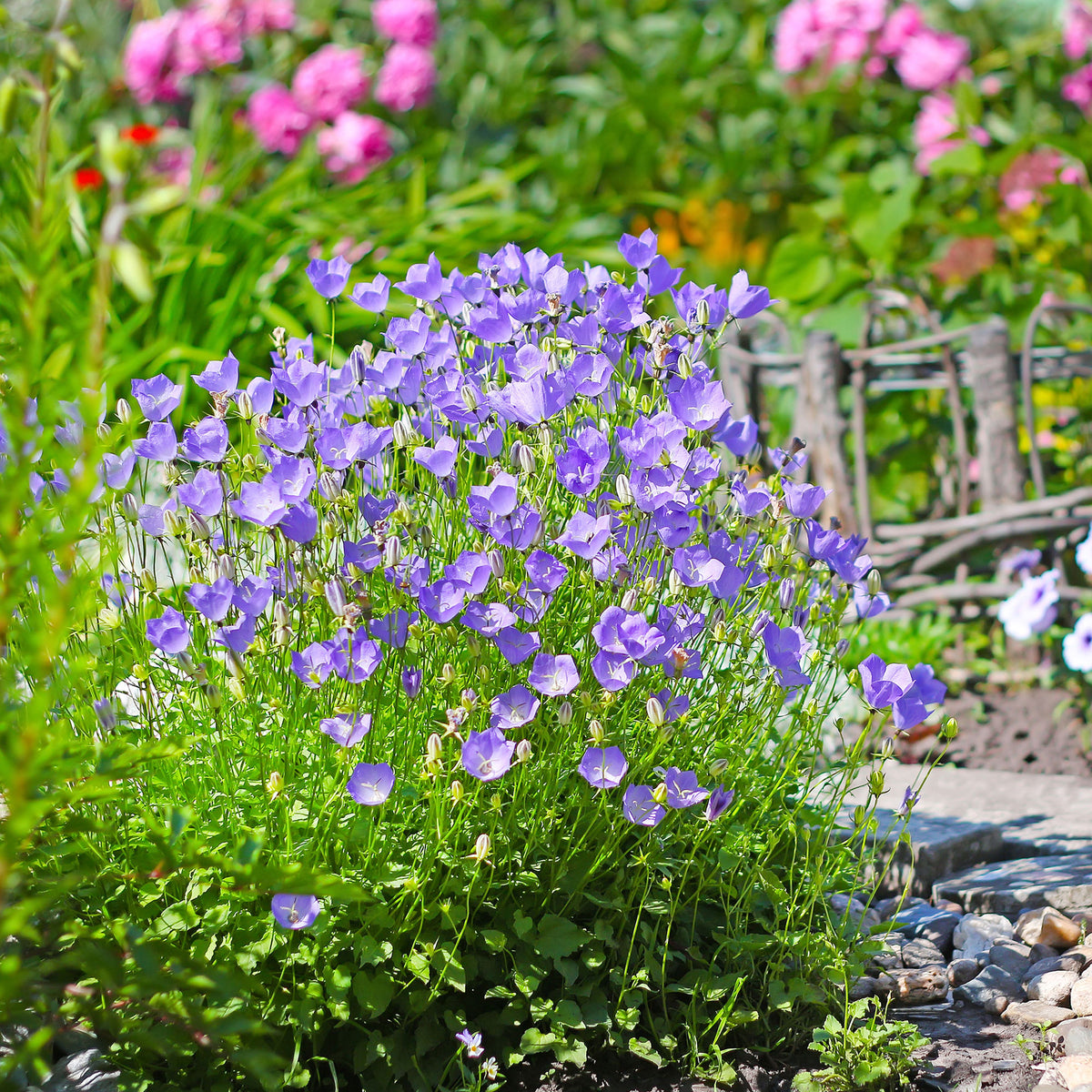 Campanules - Campanule des Carpates - Campanula carpatica