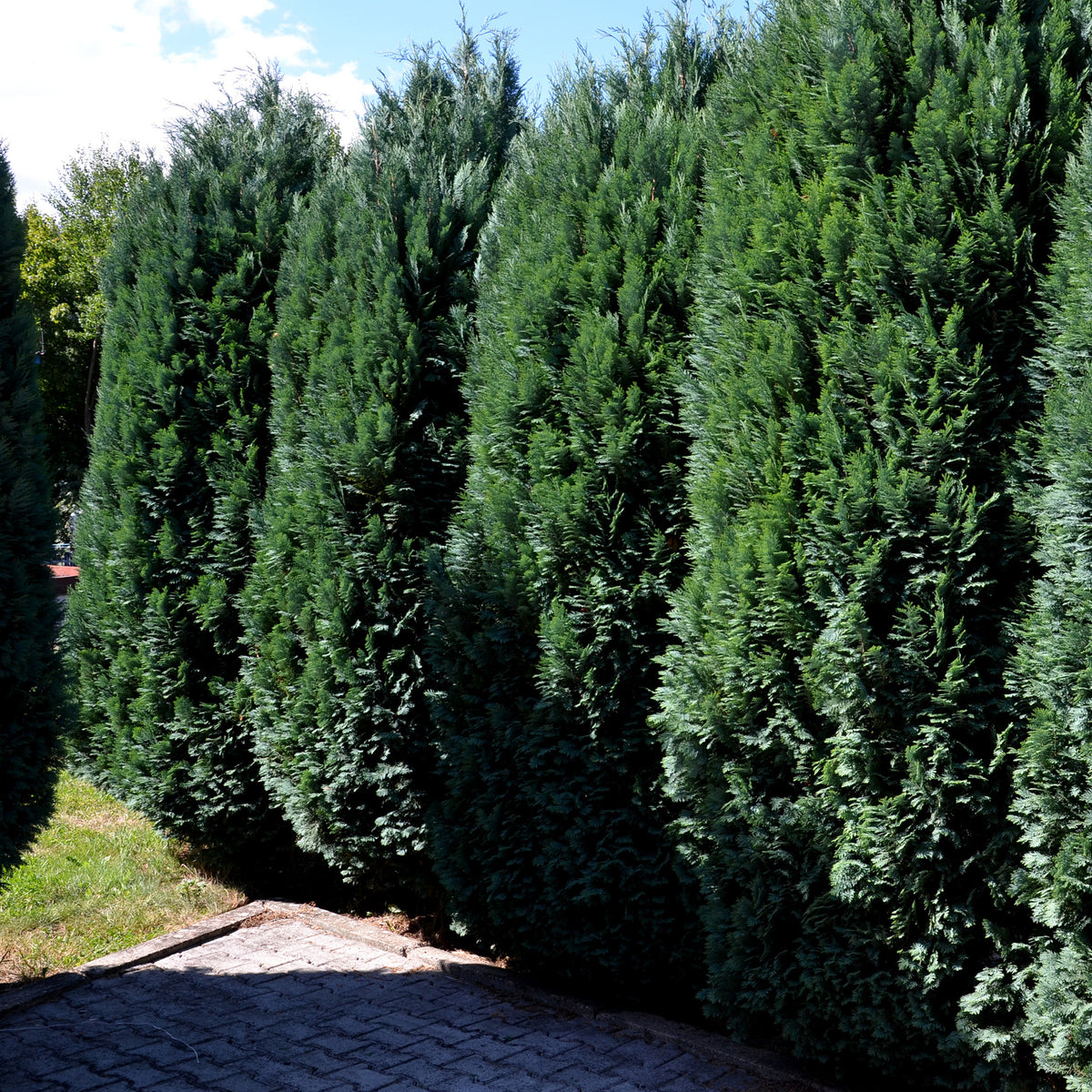 Conifères - Faux Cyprès de Lawson - Chamaecyparis lawsoniana Columnaris