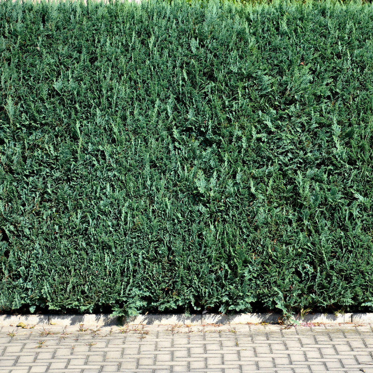 Chamaecyparis lawsoniana Columnaris - Faux Cyprès de Lawson - Conifères