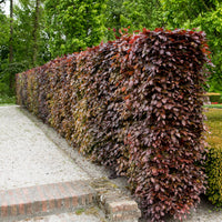 Fagus sylvatica purpurea - Hêtre commun pourpre - Hêtres et Charmes