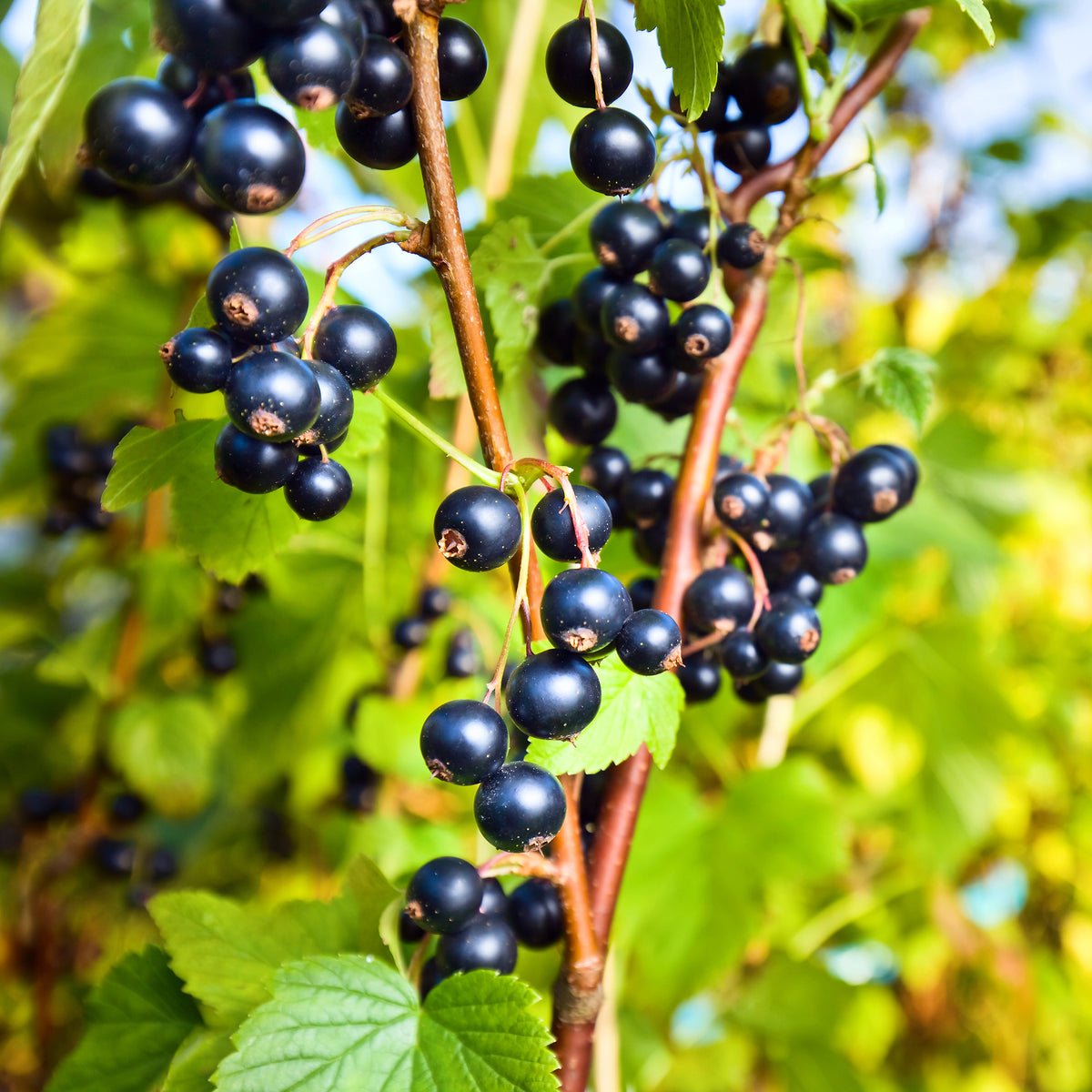 Cassissier  'Ben Nevis' - Ribes nigrum Ben Nevis - Bakker