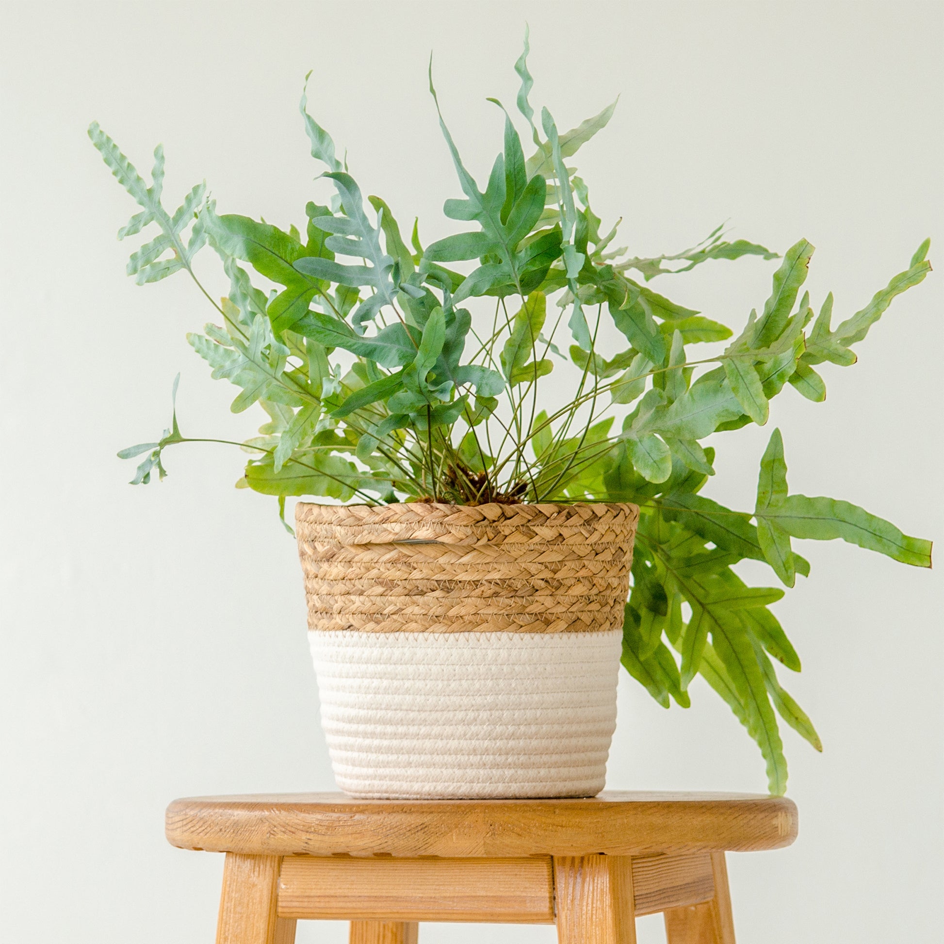 Plantes d'intérieur - Fougère 'Blue Star' - Phlebodium blue star