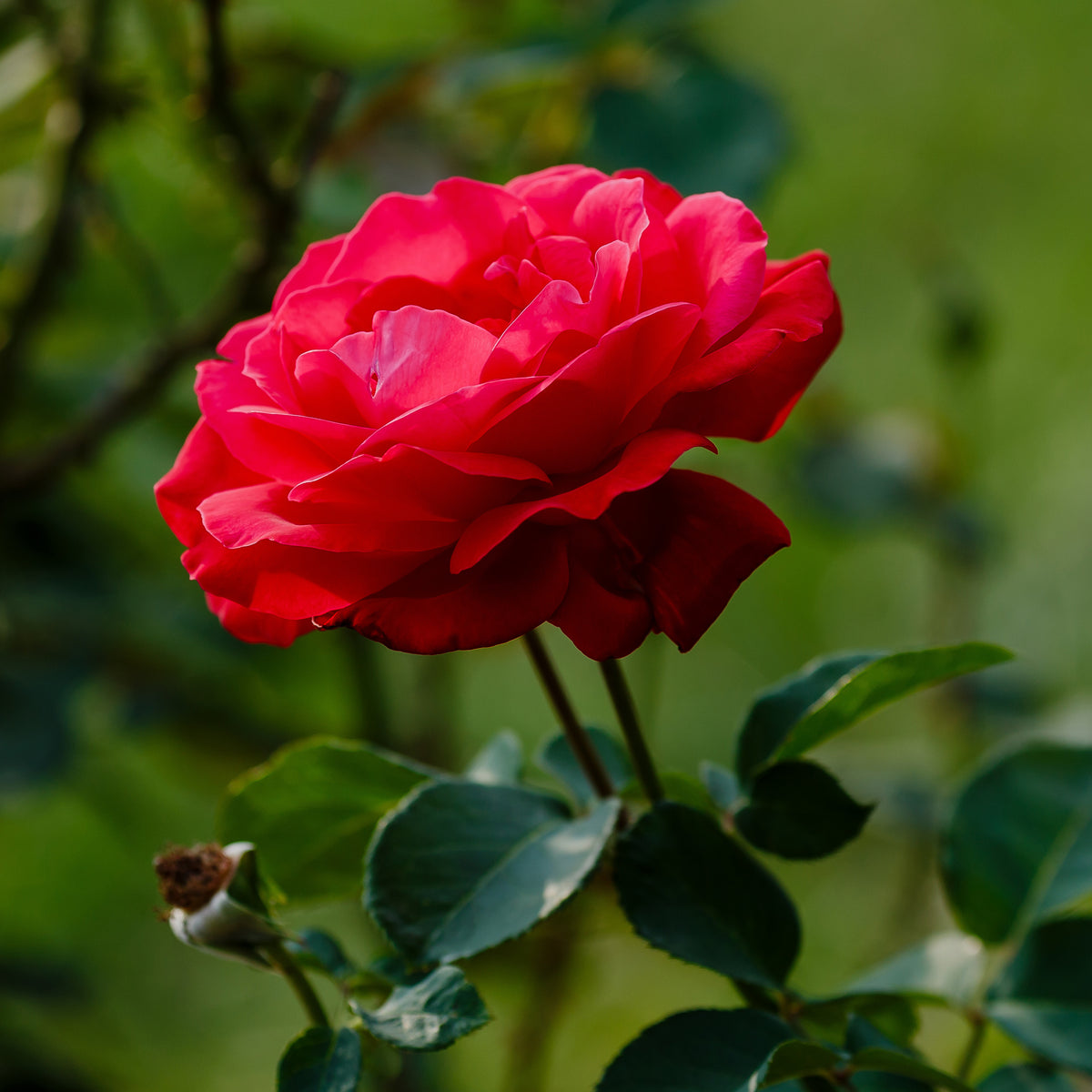 Rosier à grandes fleurs 'Dame de Coeur' - Bakker