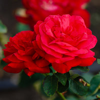 Vente Rosier à grandes fleurs 'Dame de Coeur' - Rosa dame de cœur, rosa queen of hearts, rosa herz-dame