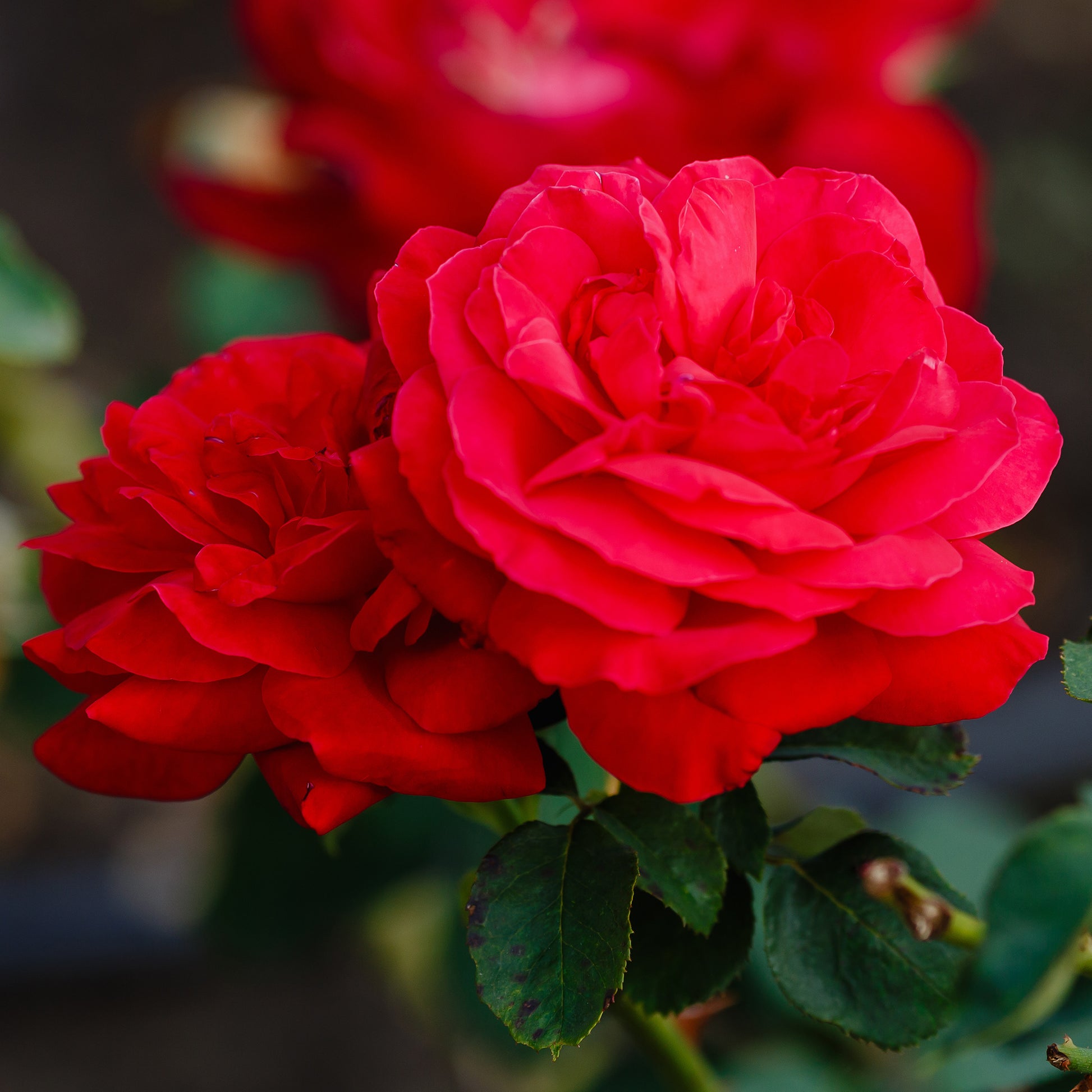 Vente Rosier à grandes fleurs 'Dame de Coeur' - Rosa dame de cœur, rosa queen of hearts, rosa herz-dame