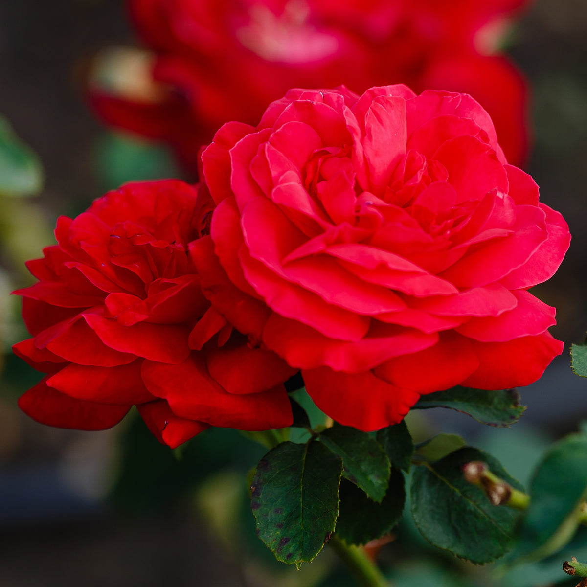 Vente Rosier à grandes fleurs 'Dame de Coeur' - Rosa dame de cœur, rosa queen of hearts, rosa herz-dame