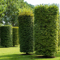 Carpinus betulus - Charme commun - Charme