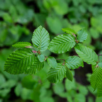 Charme commun - Carpinus betulus - Bakker