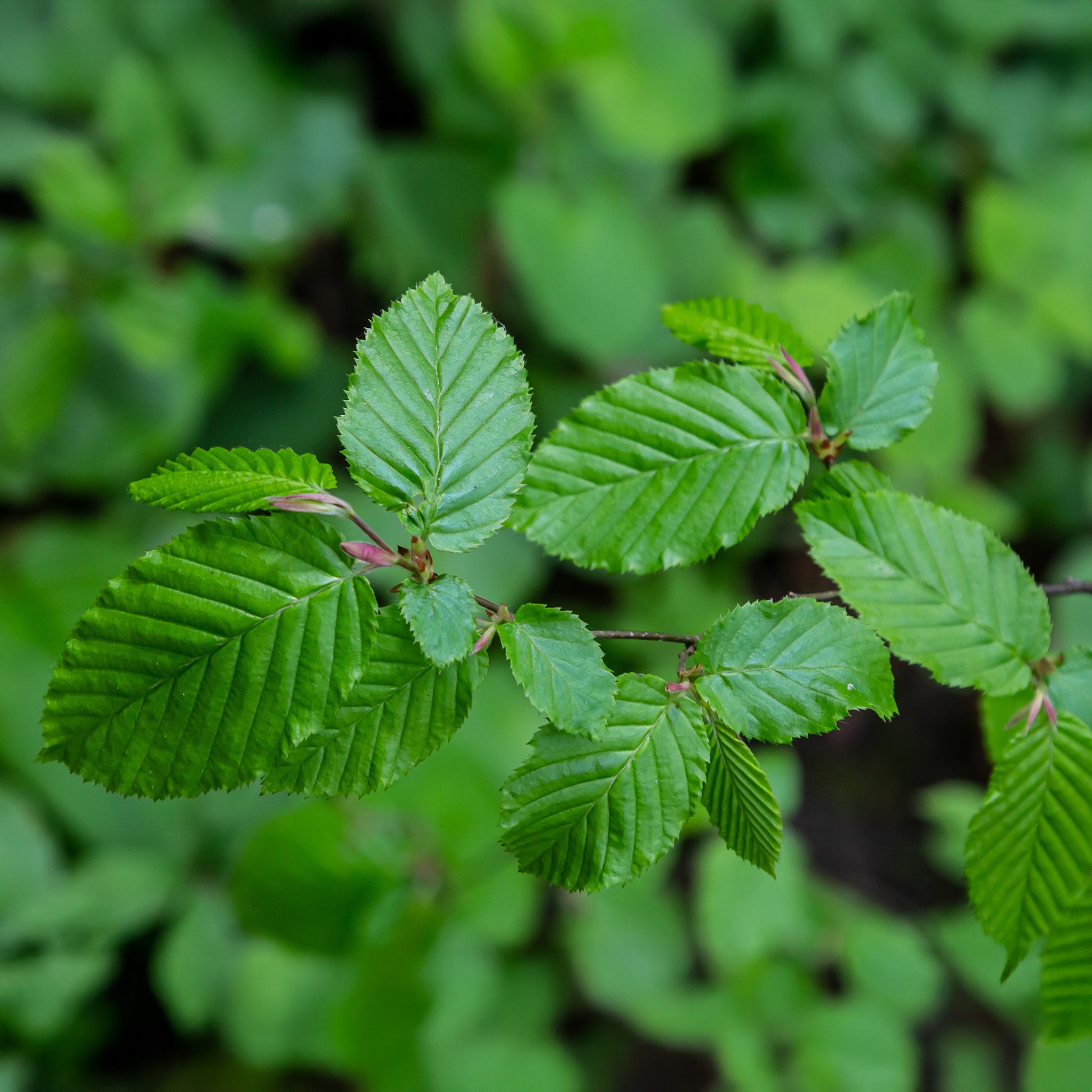 Charme commun - Carpinus betulus - Bakker