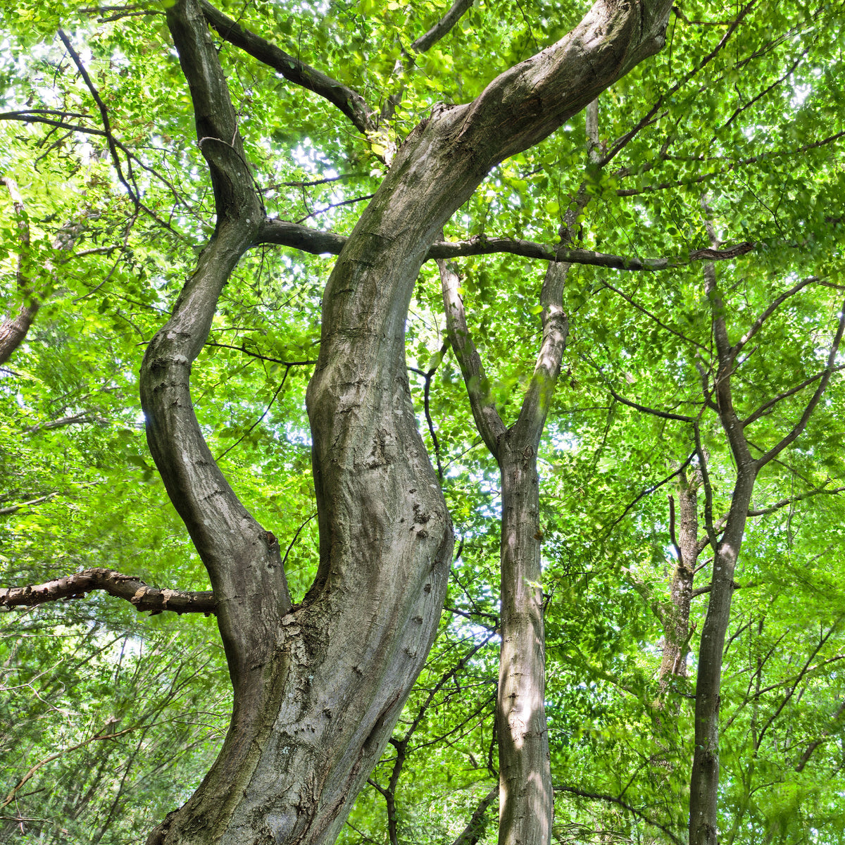 Vente Charme commun - Carpinus betulus