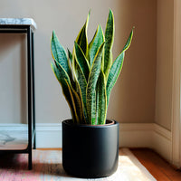 Vente Sansevière 'Futura Superba' - Sansevieria futura Superba