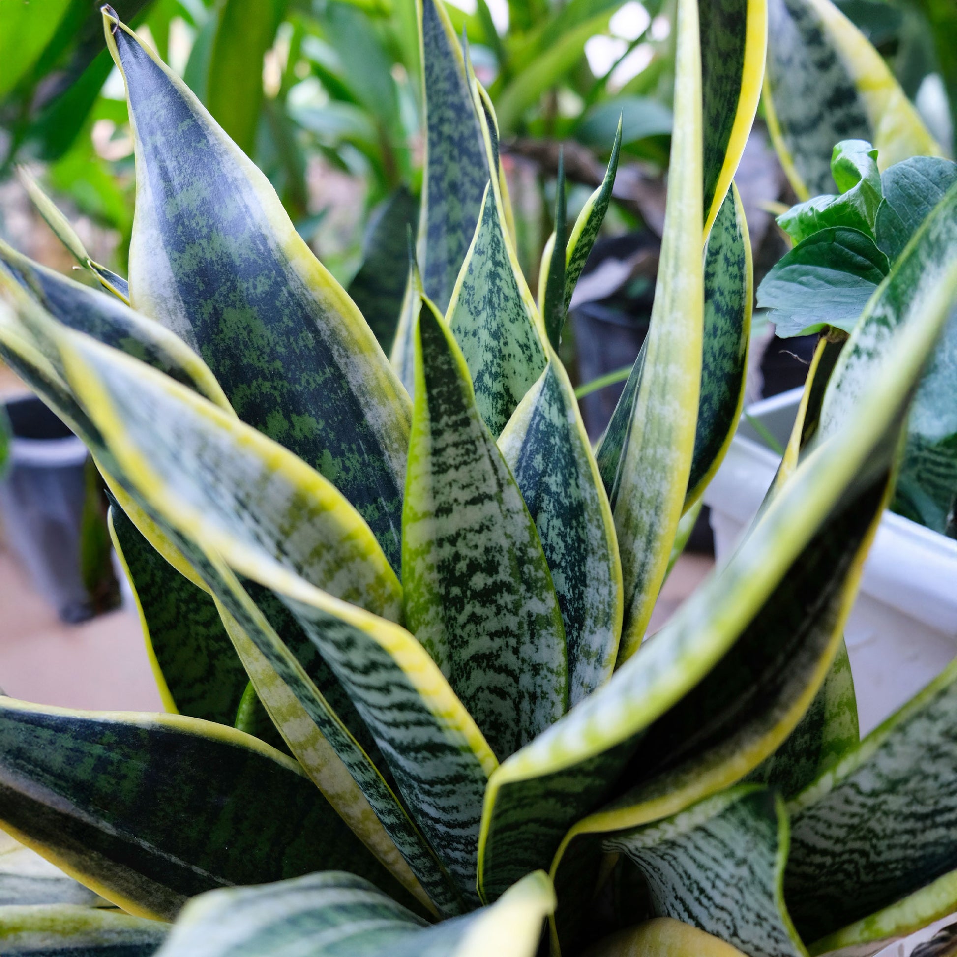 Sansevière 'Futura Superba' - Sansevieria futura Superba - Bakker