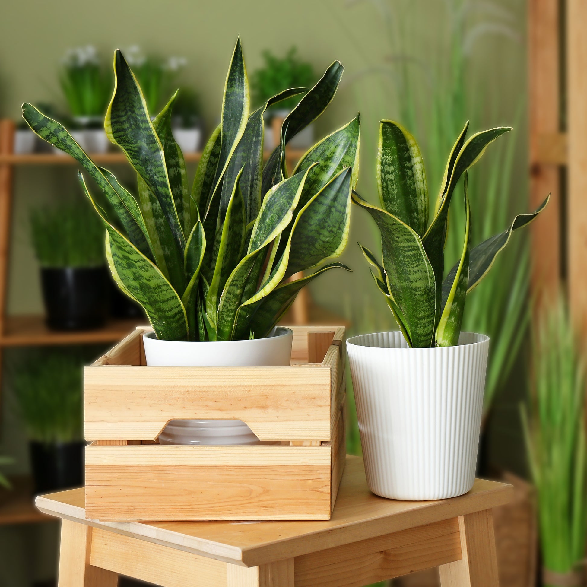 Sansevieria futura Superba - Sansevière 'Futura Superba' - Sansevieria