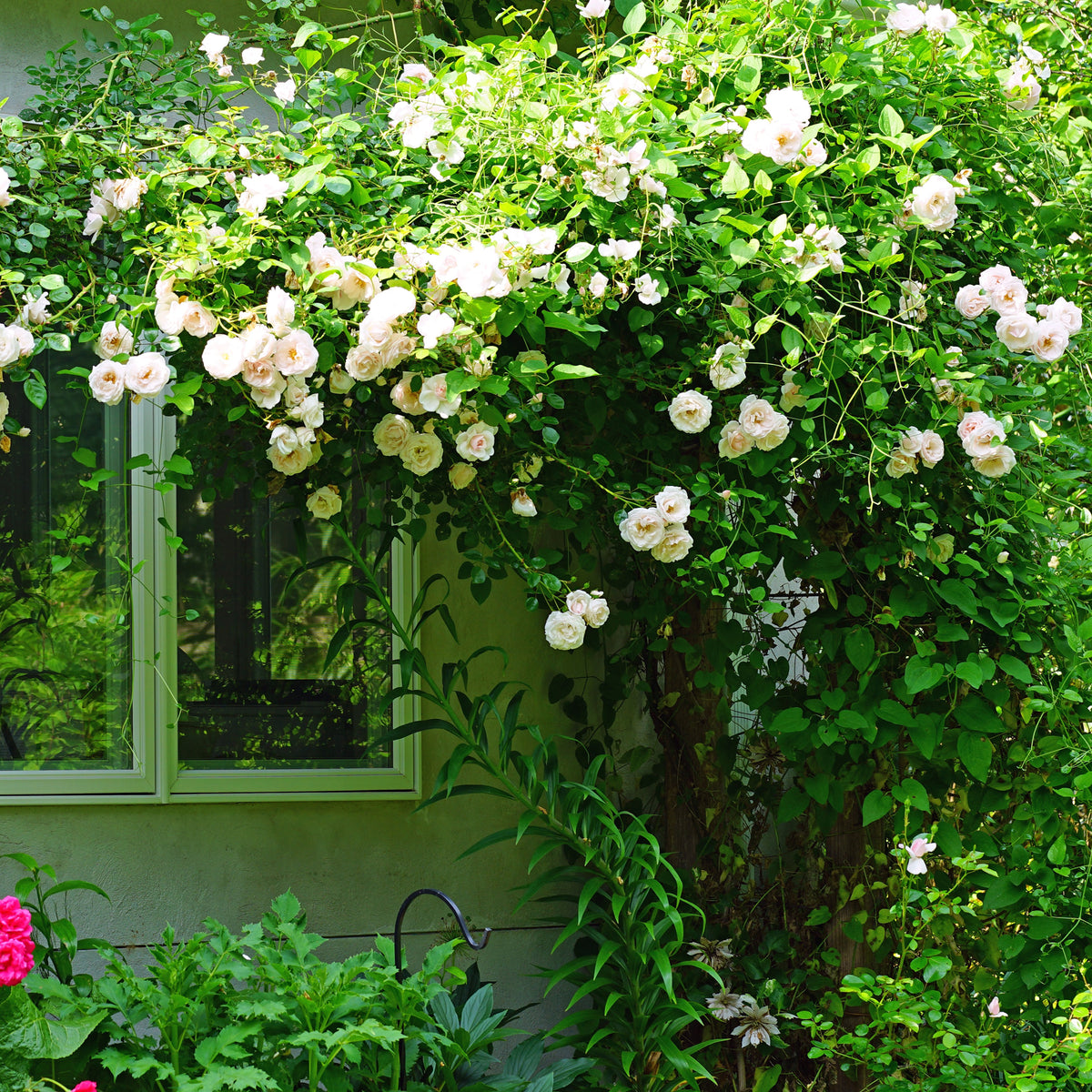 Vente Rosier grimpant 'New Dawn' - Rosa new dawn